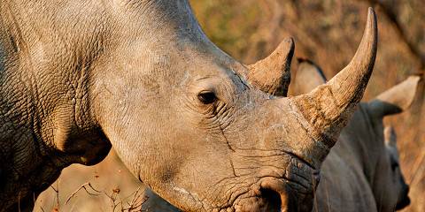 Journey into the Heart of Zimbabwe and Botswana