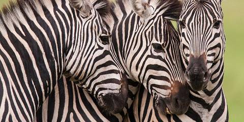 1-Day Chobe Land and River Safari with Riverfront Lunch