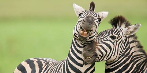 7-Day Camping + Lodge Safari