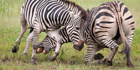 8-Day Victoria Falls, Chobe , Makgadikgadi & Okavango