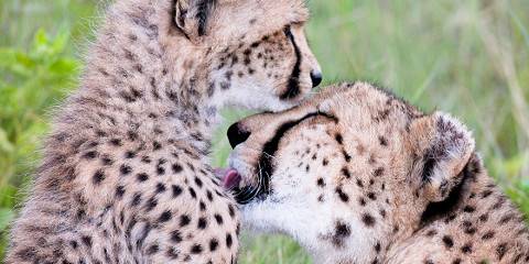 6-Day Chobe NP, Savuti & Moremi Mobile Camping & Mokoro
