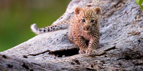 7-Day Land of Wild Diversity