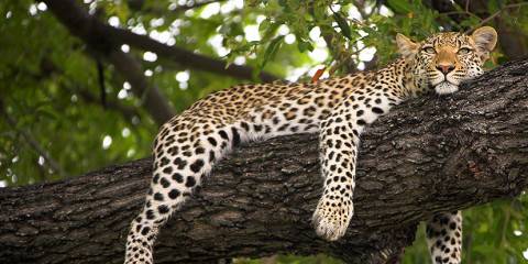 6-Day Wild Currents - Land and Water Safari
