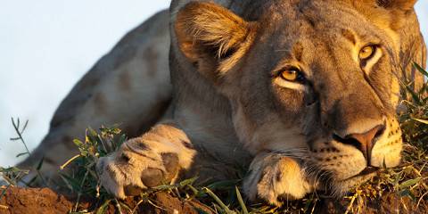 3-Day Central Kalahari Game Reserve in Botswana