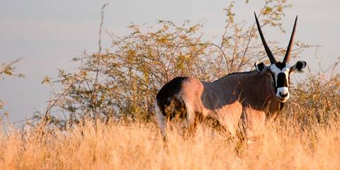 10-Day Tracks of Botswana - Nxai Pan, Moremi & the Delta