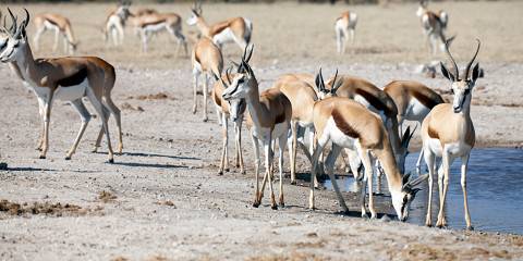 11-Day Wildlife Trekking in Botwana