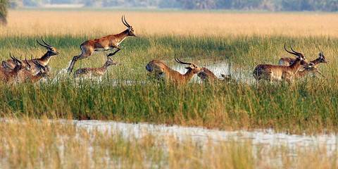 Epic Botswana Safari