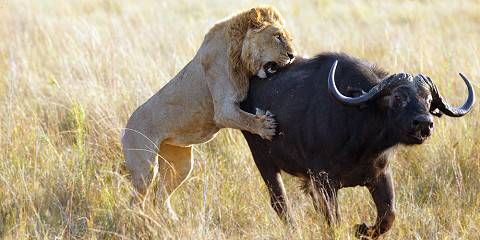7-Day Kruger, Victoria Falls, Hwange & Chobe Safari