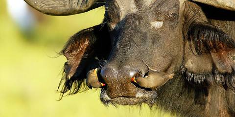 Namibia Big 5 Wildlife Safari Tour (Lodging)