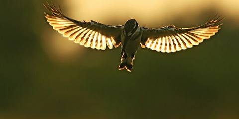 10-Day Botswana Wildlife & Birdwatching