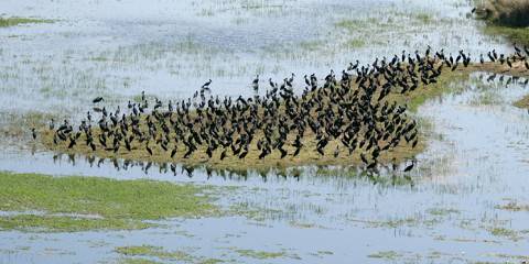 7-Day Victoria Falls, Chobe NP & Okavango Excursion