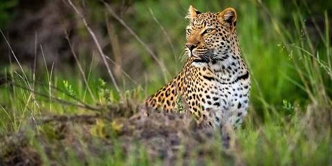 6-Day Best of Safari Addicts