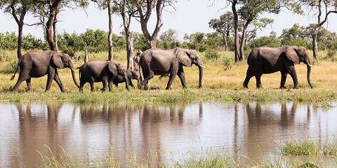 7-Day Moremi Game Reserve and Khwai