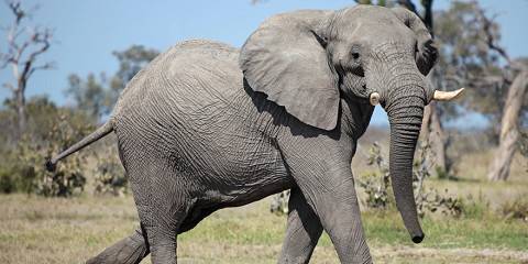 6-Day Hwange - Chobe - Victoria Falls - Mid-Range