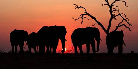 7-Day Jewels of Botswana & Falls
