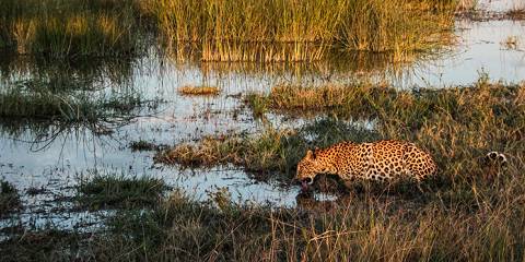 7-Day Desert to Delta - an Iconic Botswana Safari