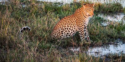 9-Day Okavango Delta Special - Great Plain Safari