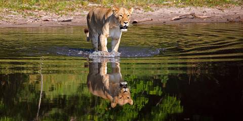 4-Day Chobe/Savuti Lion, Leopard Encounter(Cats)