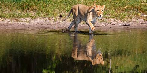 6-Day Safari Camping in Moremi and Chobe Wildeners
