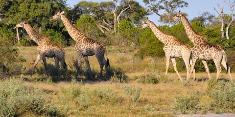 Botswana Buffalo Group Camping Safari