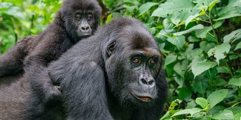 Expedition Across Burundi, Rwanda, and Uganda