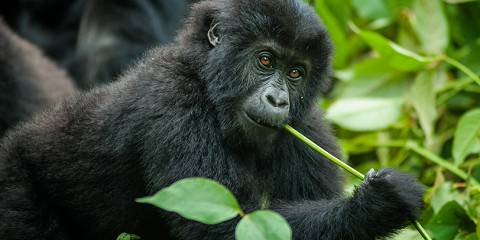 Congo Brazzaville Private Jet Luxury Adventures