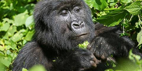 9-Day Journey Through the Heart of the Congo Basin