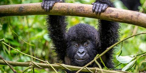 9-Day Epic Congo Adventure