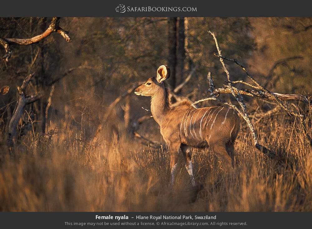 Female nyala in Hlane Royal National Park, Eswatini