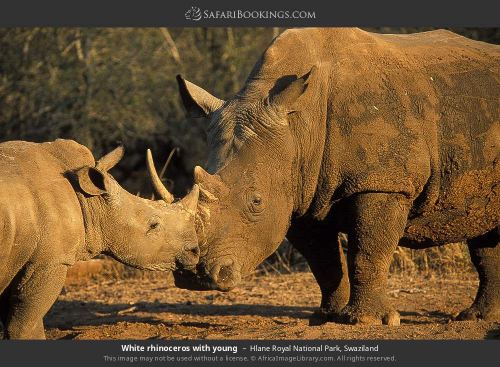 White rhinoceros with young, Hlane Royal NP in Hlane Royal National Park, Eswatini