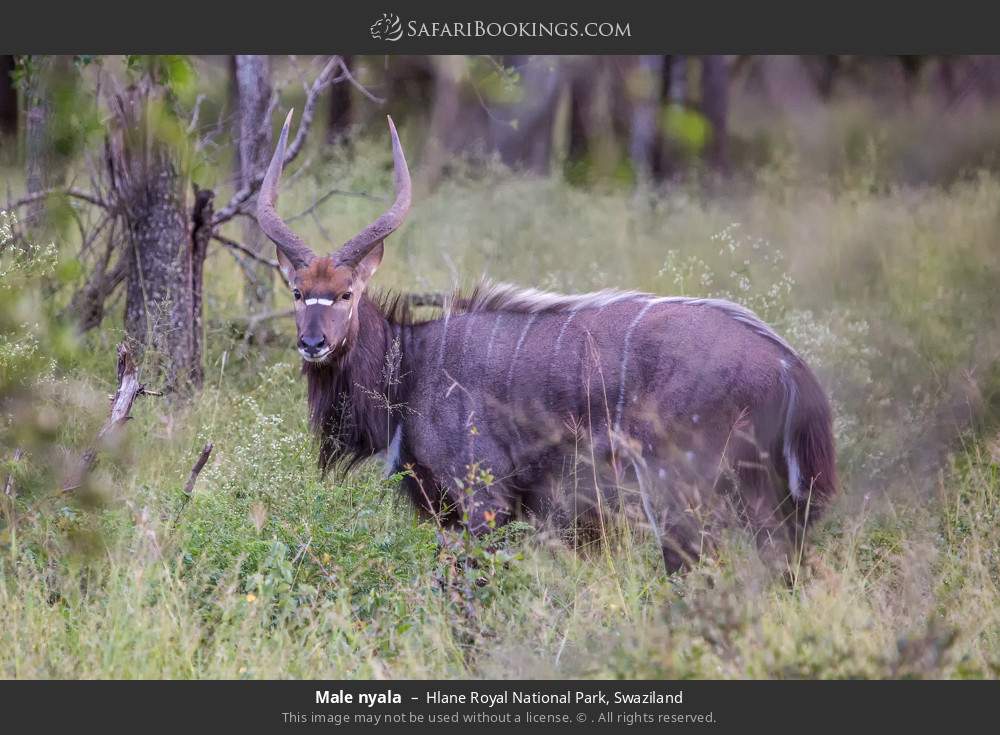 Male nyala in Hlane Royal National Park, Eswatini