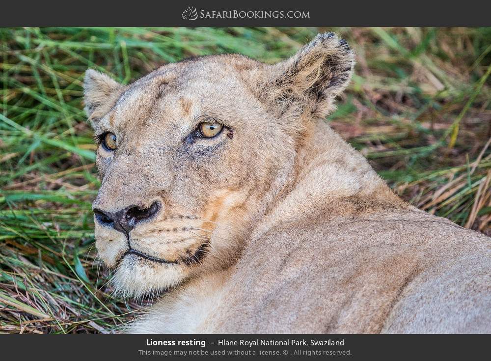 Lioness resting in Hlane Royal National Park, Eswatini