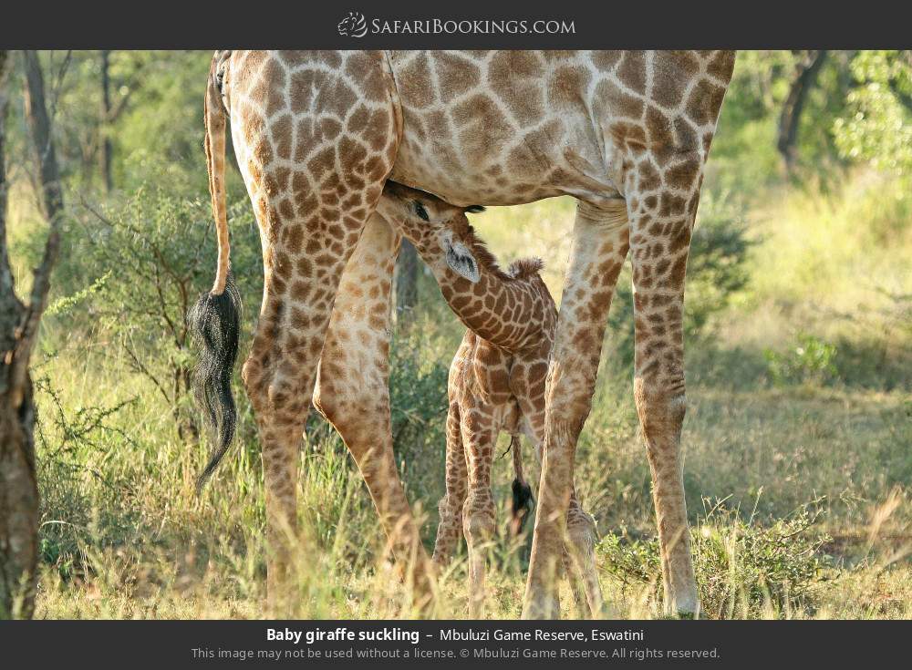 Baby giraffe suckling in Mbuluzi Game Reserve, Eswatini