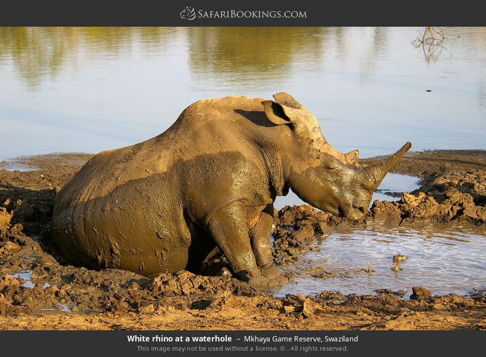 White rhino at a waterhole in Mkhaya GR in Mkhaya Game Reserve, Eswatini