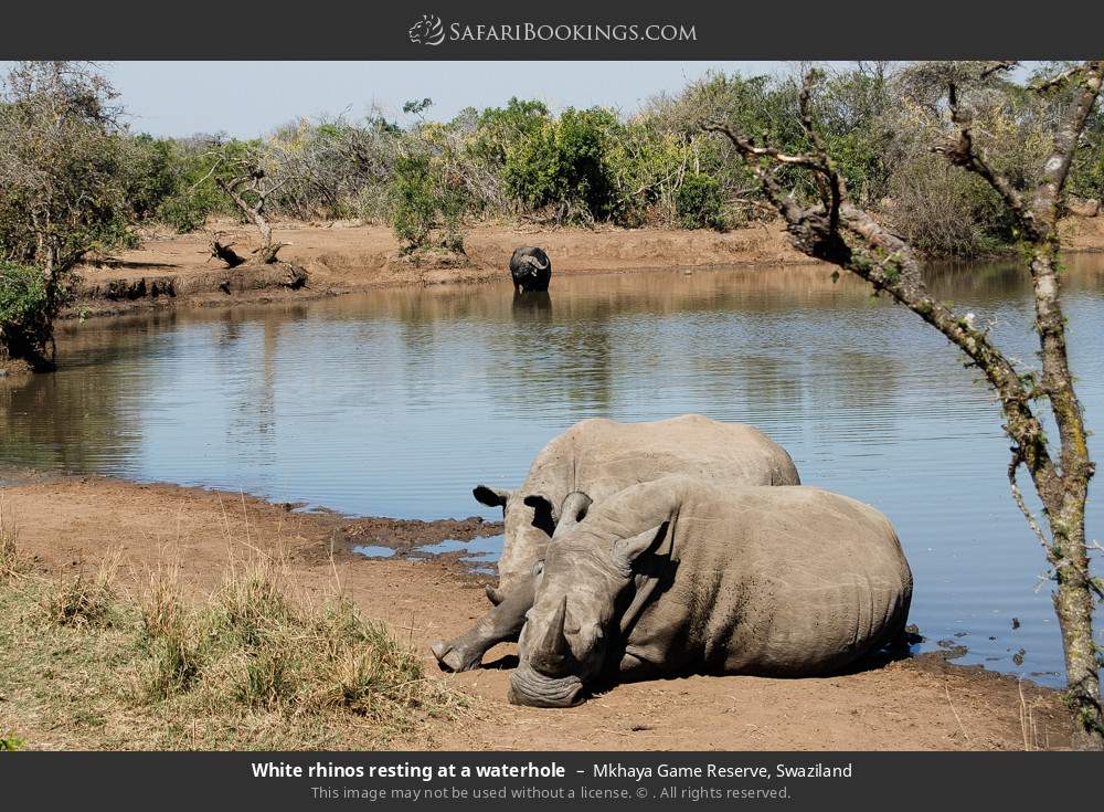 White rhinos resting at a waterhole in Mkhaya GR in Mkhaya Game Reserve, Eswatini