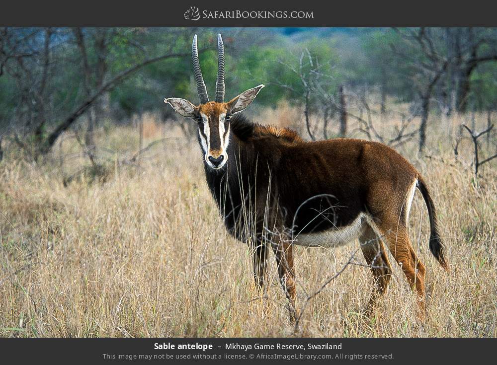 Sable antelope in Mkhaya Game Reserve, Eswatini