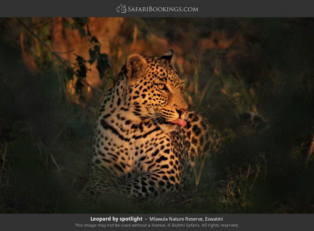 Leopard by spotlight in Mlawula Nature Reserve, Eswatini