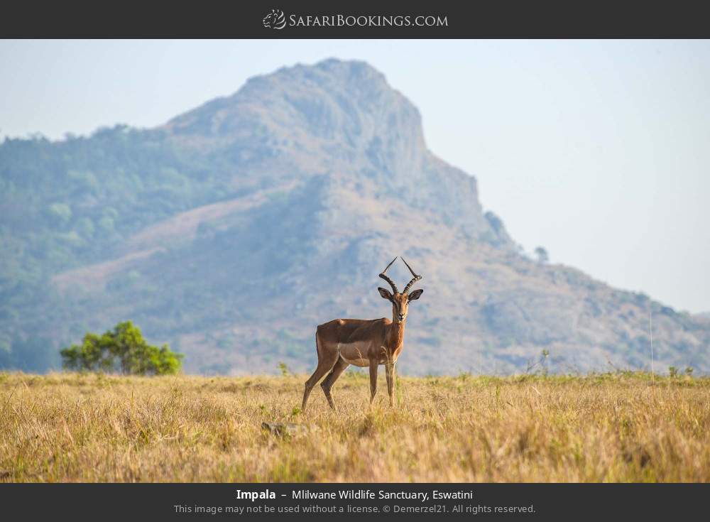 Impala in Mlilwane Wildlife Sanctuary, Eswatini