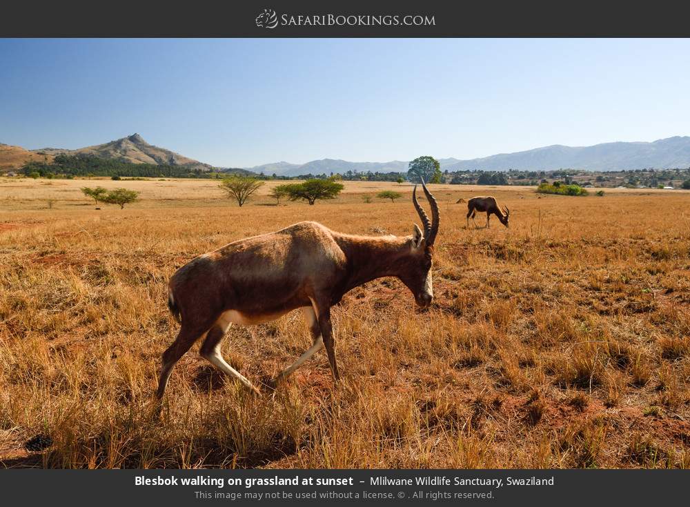 Blesbok walking on grassland at sunset in Mlilwane Wildlife Sanctuary, Eswatini