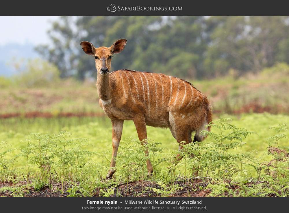 Female nyala in Mlilwane Wildlife Sanctuary, Eswatini