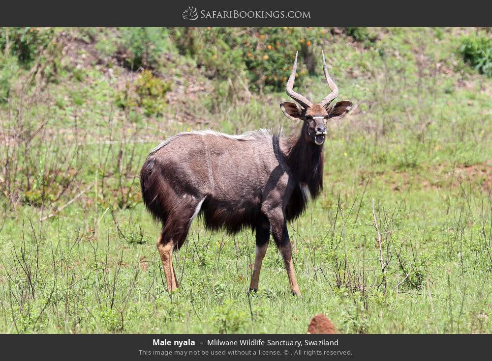 Male nyala in Mlilwane Wildlife Sanctuary, Eswatini