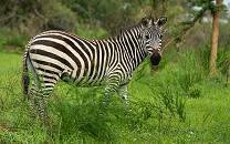 Mlawula Nature Reserve