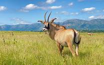 Roan antelope