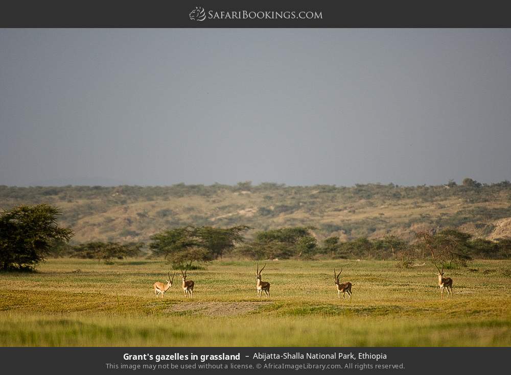 Grant's gazelles in grassland, Abijatta-Shalla NP in Abijatta-Shalla National Park, Ethiopia