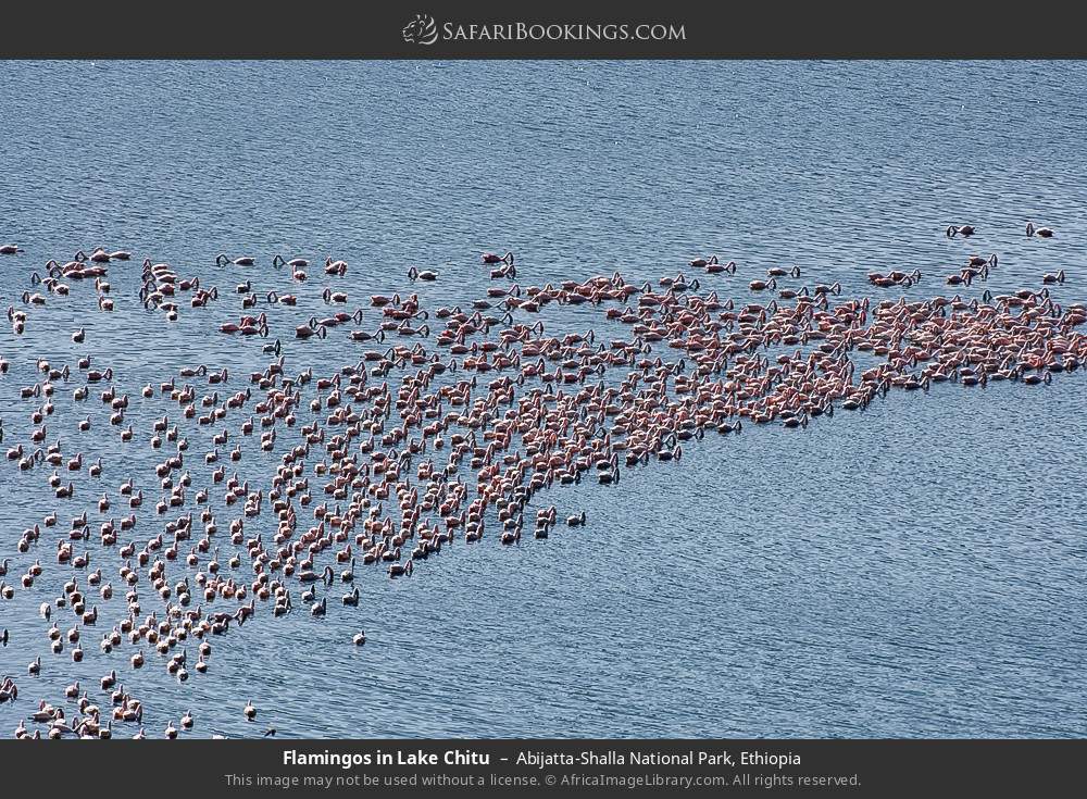 Flamingos in Lake Chitu in Abijatta-Shalla National Park, Ethiopia