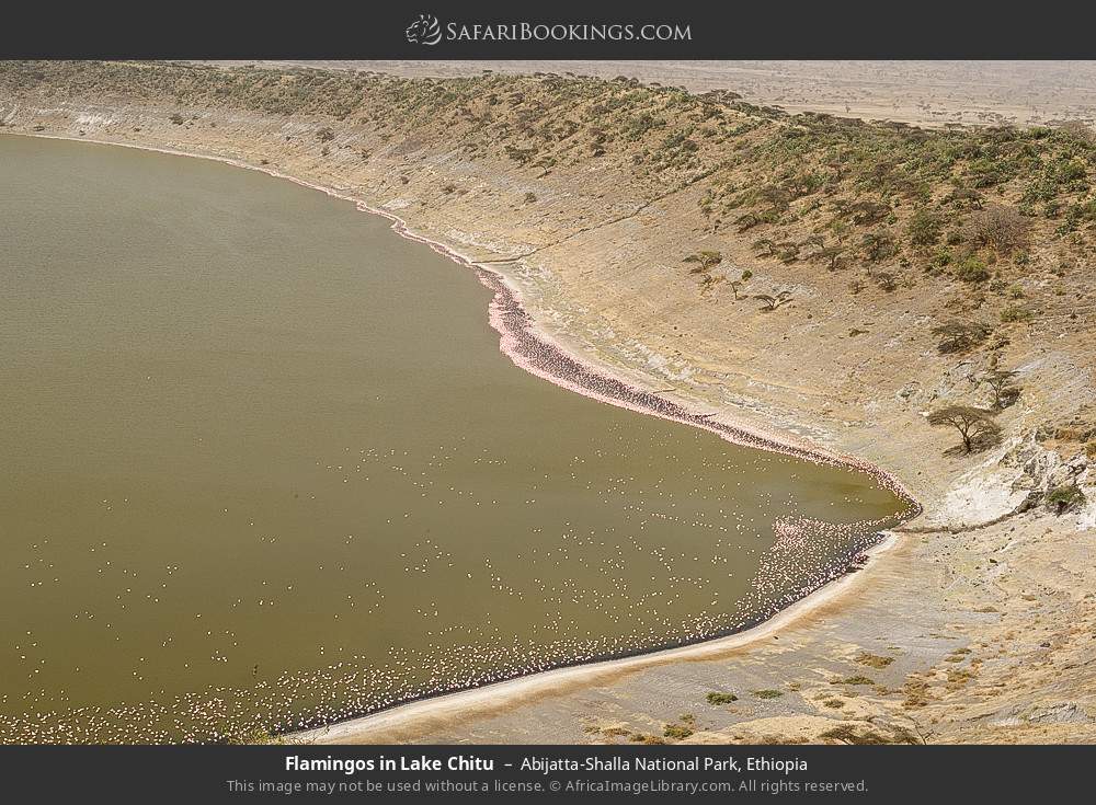 Flamingos in Lake Chitu, Abijatta-Shalla NP in Abijatta-Shalla National Park, Ethiopia
