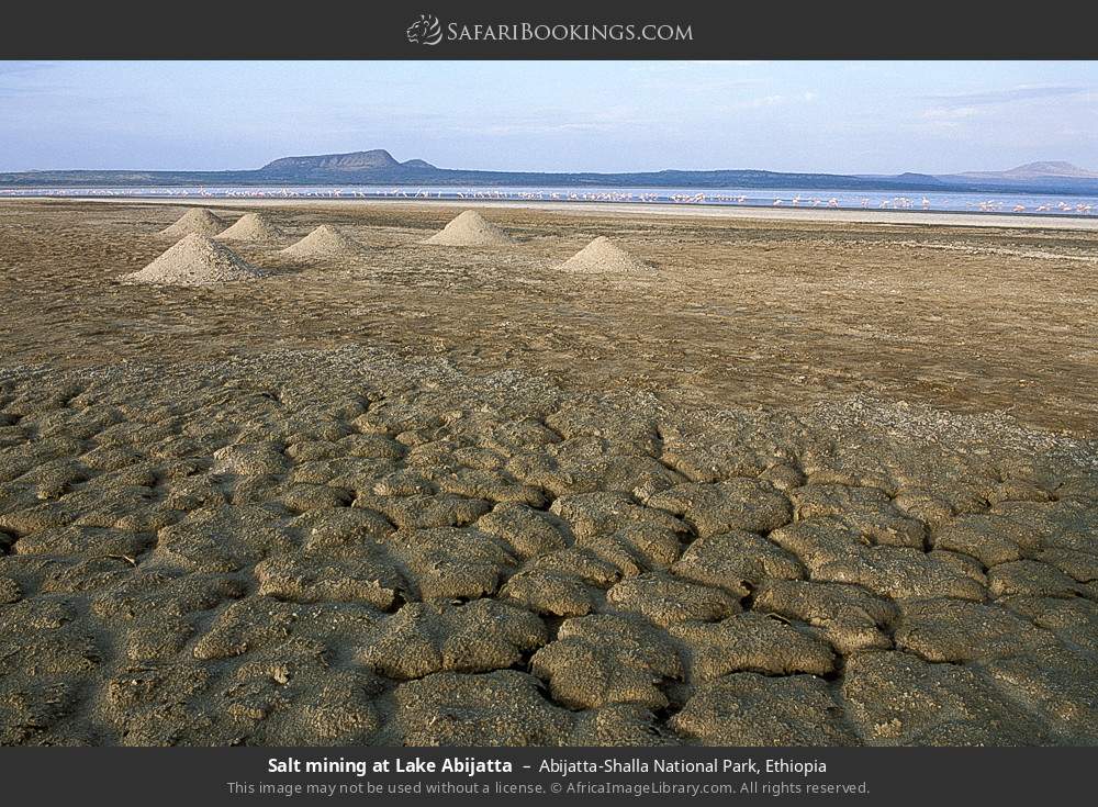 Salt mining at Lake Abijatta in Abijatta-Shalla National Park, Ethiopia