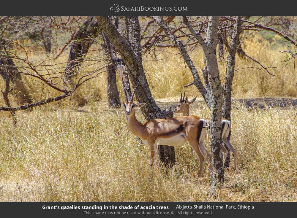 Grant's gazelles standing in the shade of acacia trees in Abijatta-Shalla National Park, Ethiopia