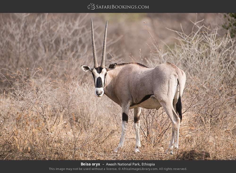 Beisa oryx in Awash National Park, Ethiopia