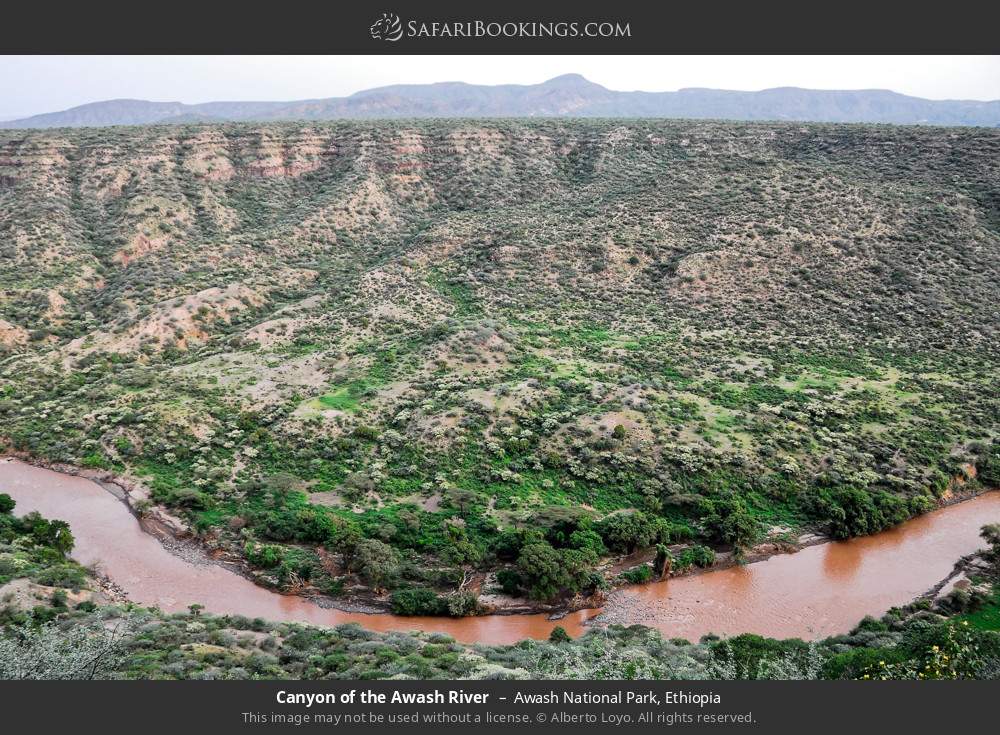 Canyon of the Awash River, Awash NP in Awash National Park, Ethiopia